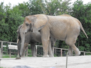 Visit the African Elephant at the Toronto Zoo