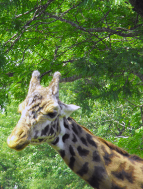 Visit the giraffe at The Toronto Zoo