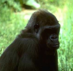 The baby Gorilla needs a new name! You can help! 